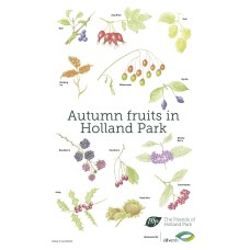Tea Towel: Autumn Fruits in Holland Park 