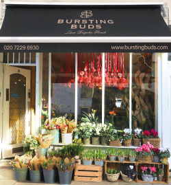 Bursting Buds