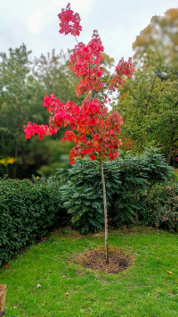 New tree in the Kyoto Garden