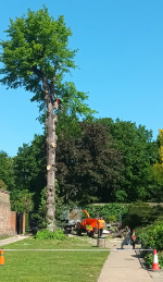 Felling the big lime.