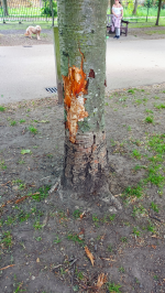 Scarred tree east of the sports field.