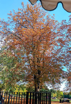 Brown and crispy horse chestnut leaves