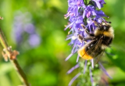 Bumble bee in Holland Park