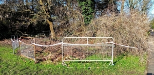 Collapse of much-loved tree