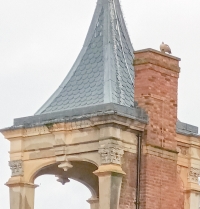 Egyptian goose on Belvedere tower.