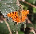 Comma