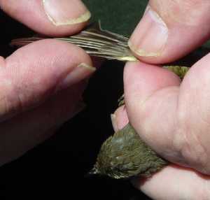 Measuring wing feathers