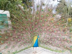 Peacock in Kyoto