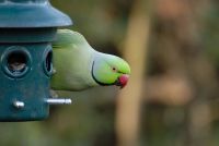 parakeet