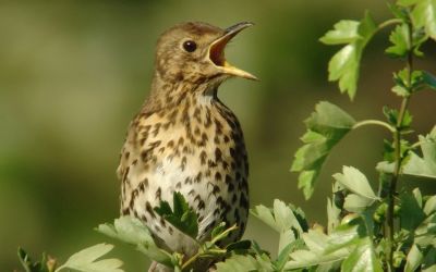 Song Thrush